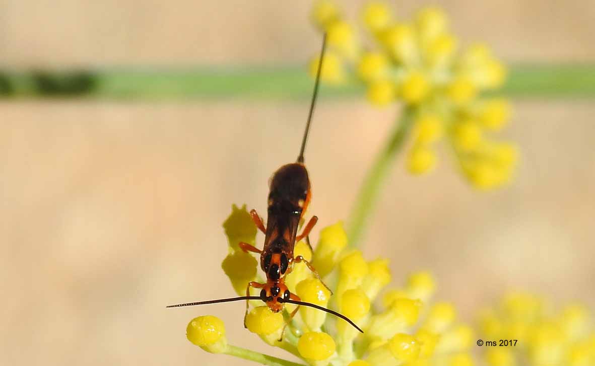 Braconidae: genere non determinato e Glyptomorpha pectoralis.